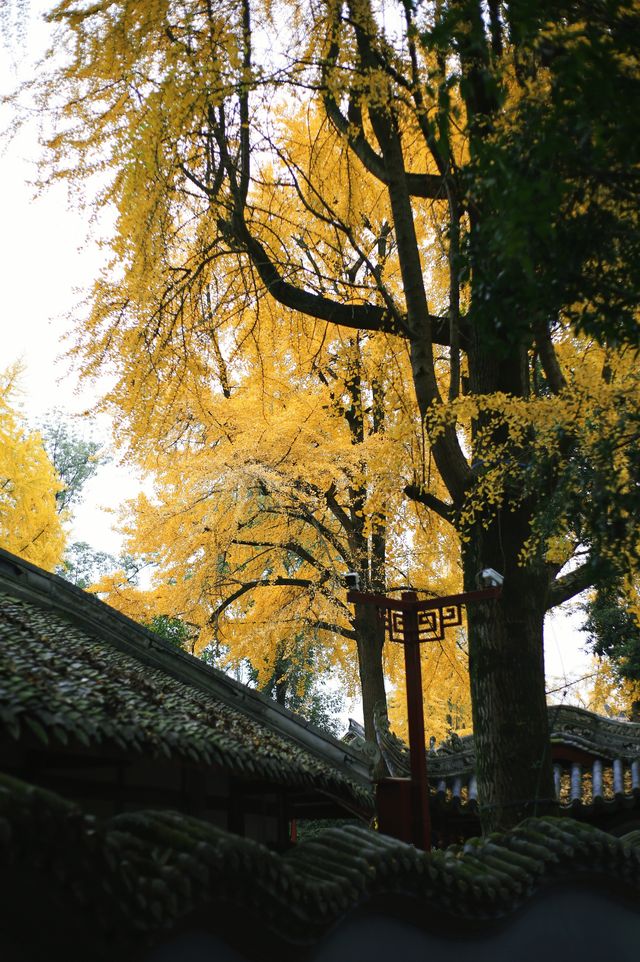 真是最美的光景｜8元賞罨畫池頂級風景