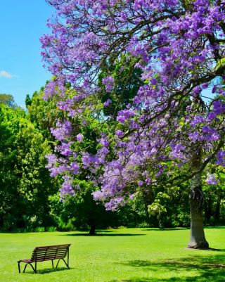 Melbourne's jacarandas are on another level...