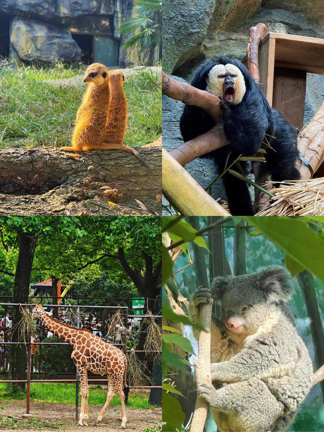 紅山動物園真的很超預期！