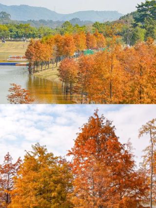 Guangzhou, you're amazing! I fell in love with you again because of these bald cypress trees!