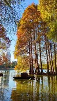 深圳洪湖公園：邂逅美拉德色系的冬日浪漫