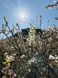 廣州從化雞枕山·白梅花海