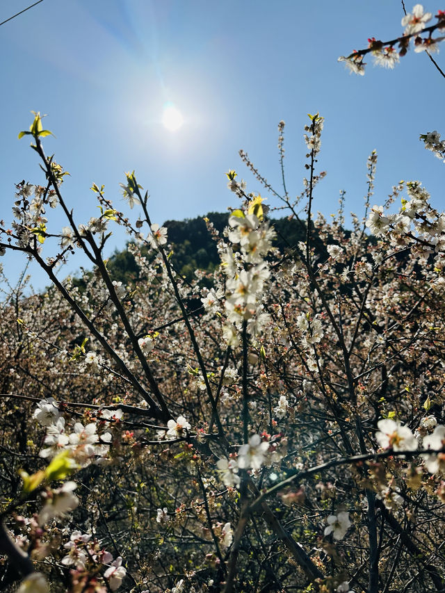 廣州從化雞枕山·白梅花海
