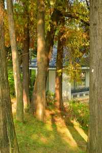 公園20分鐘效應
