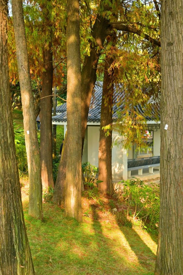 公園20分鐘效應