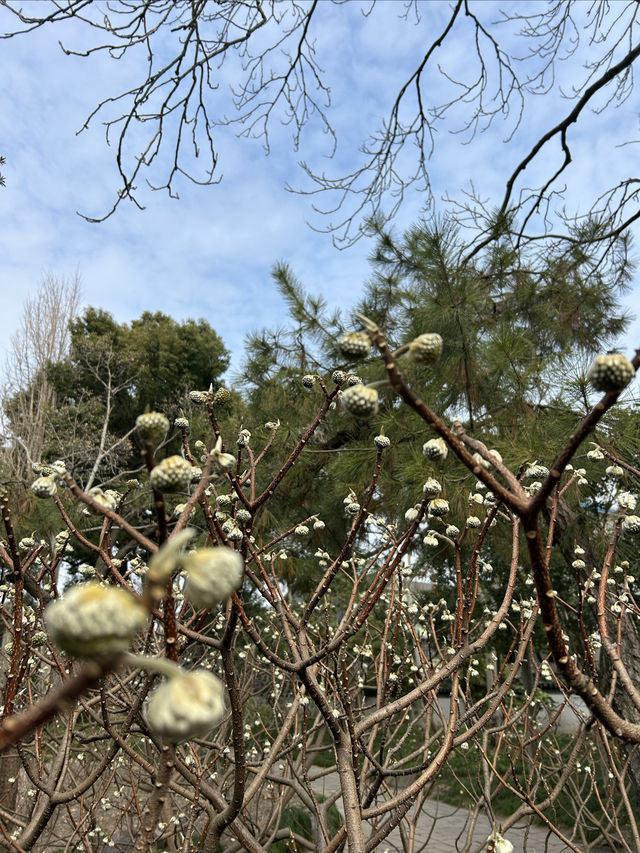 秋霞圃｜上海著名古典園林，一步一景，秀色迷人