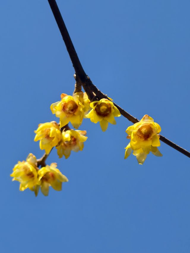 豐慶公園春已至，美好終將來臨！
