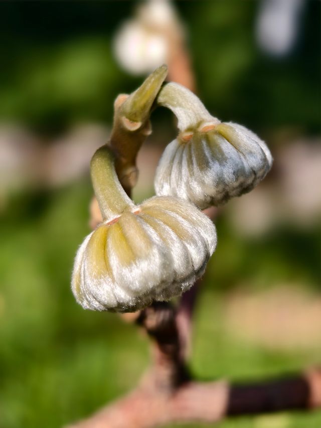 豐慶公園春已至，美好終將來臨！