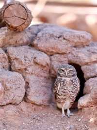 Exploring Phoenix Zoo in Arizona