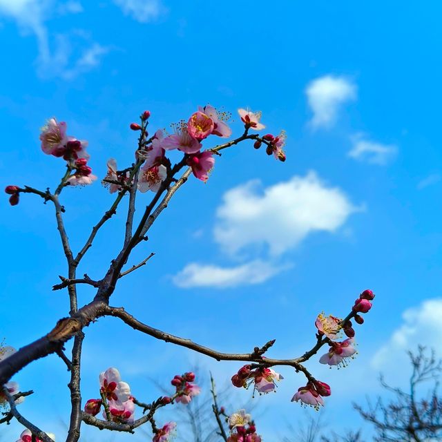 上海植物園梅花開了