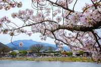 春の嵐山・渡月橋での桜体験