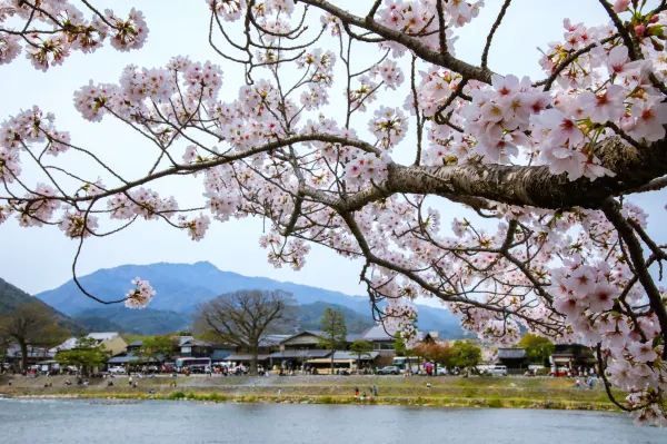 春の嵐山・渡月橋での桜体験