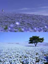 接下來日本的花，粉蝶藍：宮崎駿動畫裡的世界🪄