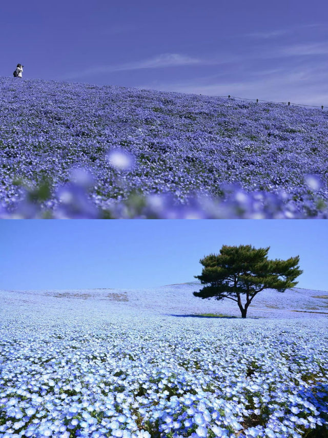 接下來日本的花，粉蝶藍：宮崎駿動畫裡的世界🪄