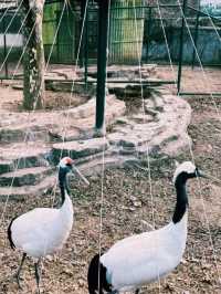 動物們的「森林派對」就在大連森林動物園等你加入