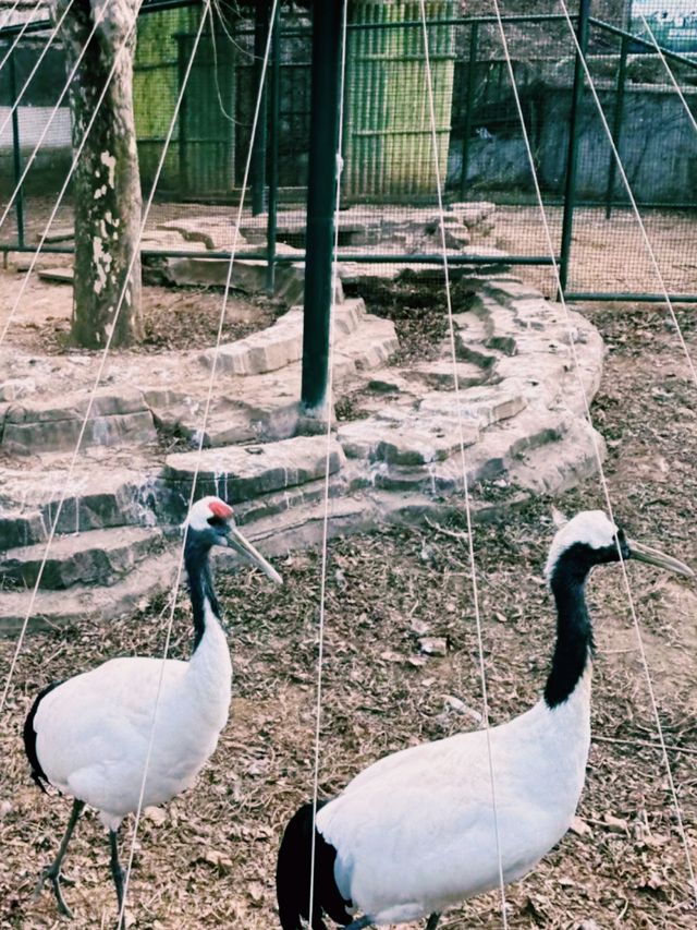 動物們的「森林派對」就在大連森林動物園等你加入
