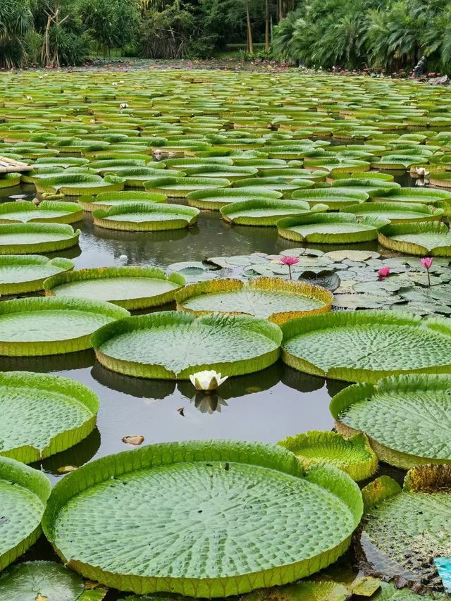 景洪5日遊 植物園探秘之旅別錯過