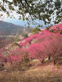 武漢木蘭花谷｜武漢市內闖入超壯觀的梅園花海