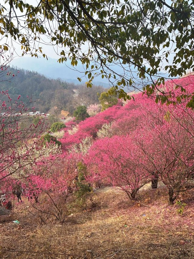 武漢木蘭花谷｜武漢市內闖入超壯觀的梅園花海