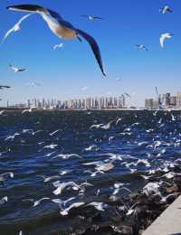 「馿馬．假日」邂逅與海鷗的浪漫之約