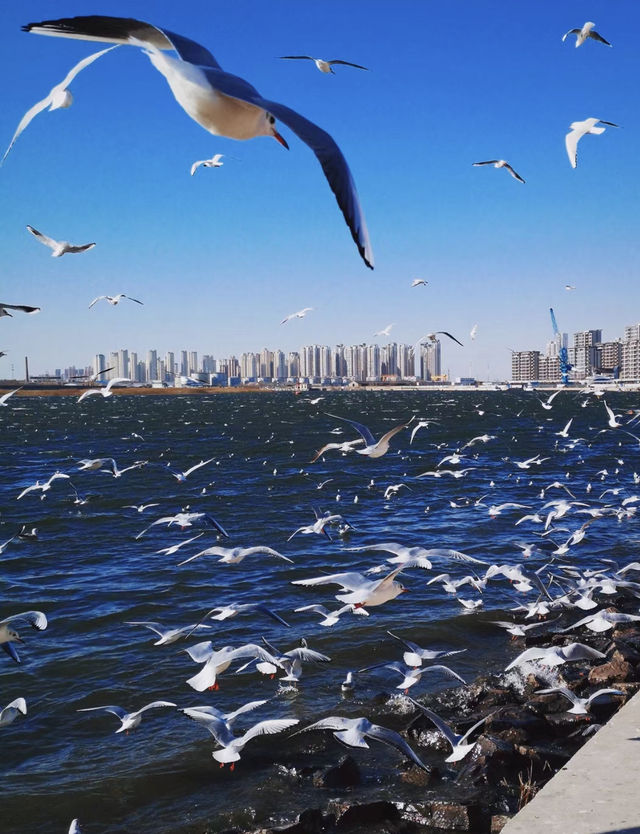 「馿馬．假日」邂逅與海鷗的浪漫之約