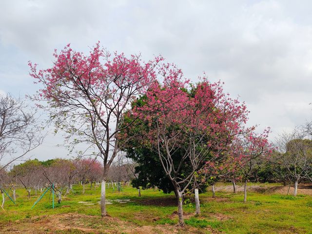 3月到海珠濕地公園觀賞紫荊花