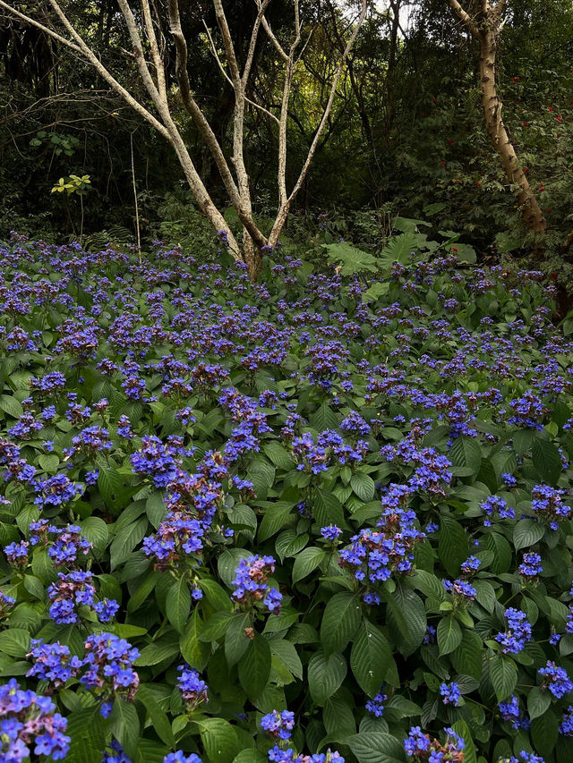 《筆架山公園的紫色奇蹟》