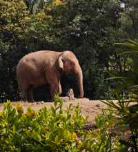 廣州動物園20元的快樂
