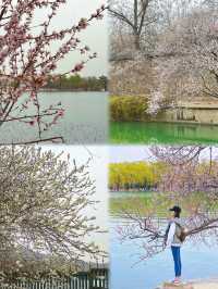 2025北京花海預警🌸收藏這份私藏賞花日曆就夠啦