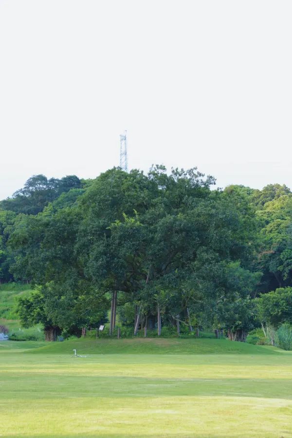 深圳有自己的阿勒泰！——恩上濕地公園