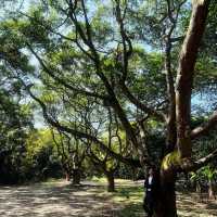 鄧山村古欖園：邂逅魔幻森林，感受震撼樹張力🌳
