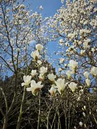 去北川巴拿恰，路上踏青賞花