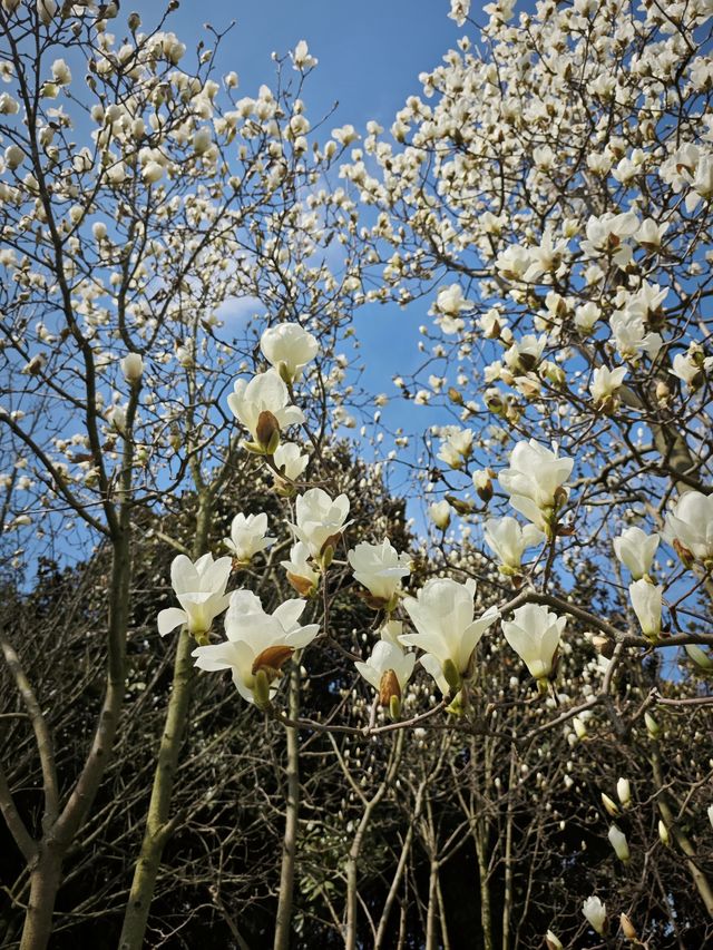 去北川巴拿恰，路上踏青賞花