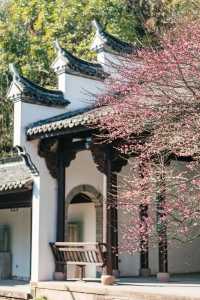 A Journey to Mingzhao Temple for the Blooming Plum Blossoms