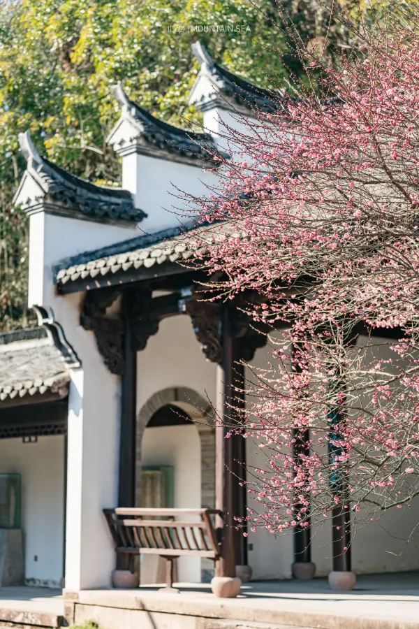 A Journey to Mingzhao Temple for the Blooming Plum Blossoms