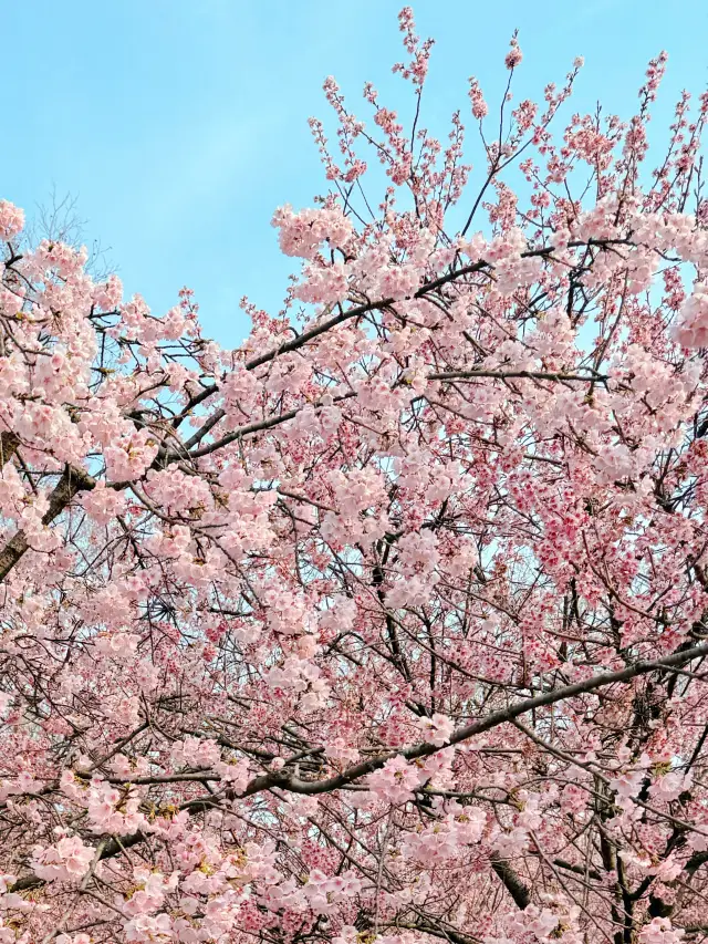 หนานจิง｜ซากุระที่สวนพฤกษศาสตร์จงซานบานสวยมาก～