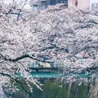 🌸追櫻地圖 | 日本的春天，是一萬次的春和景明