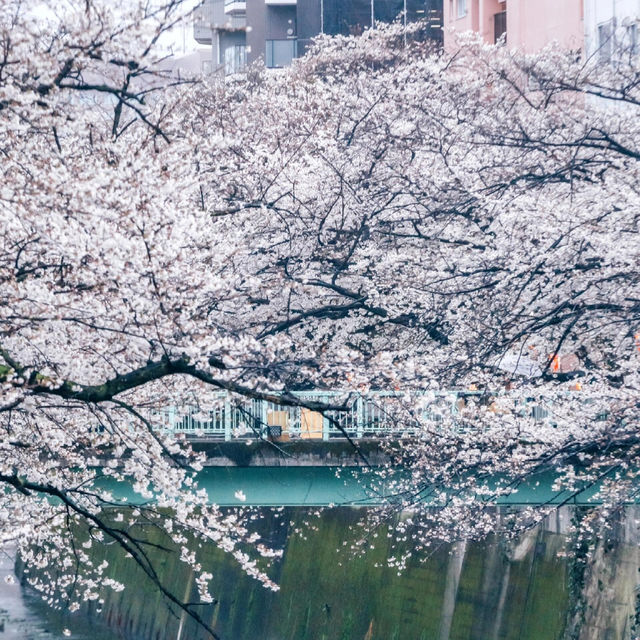 🌸追櫻地圖 | 日本的春天，是一萬次的春和景明