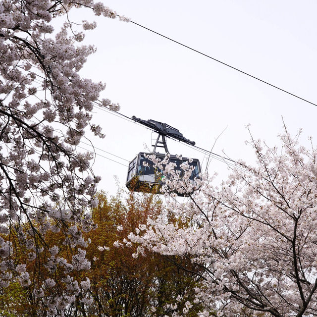 🌸南山公園 | 藏在塔下的浪漫花徑
