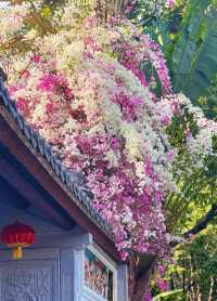 深圳園博園，邂逅絕美花海附拍照攻略