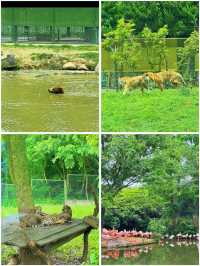 上海野生動物園的小動物們都太會整活啦