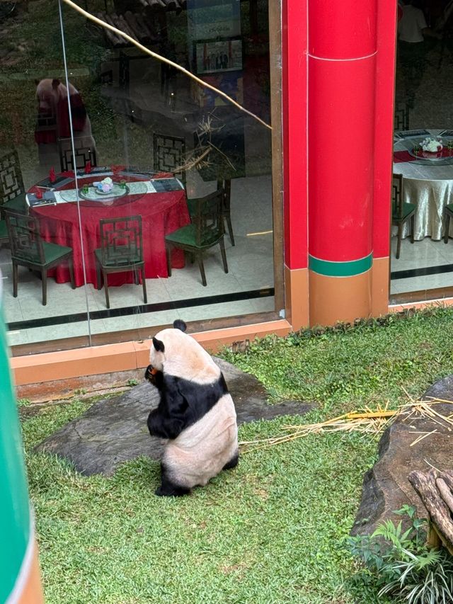 茂物---一片生機勃勃的動物園