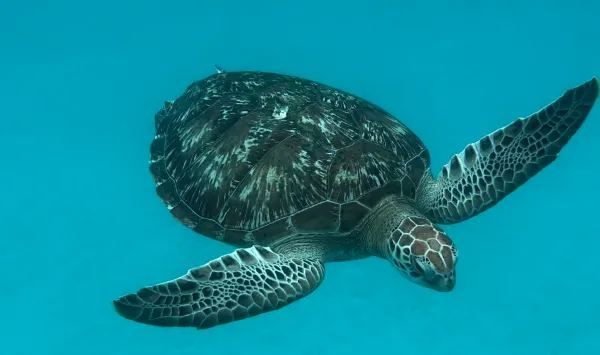 Explore Malaysia's Hidden Gem: Redang Island