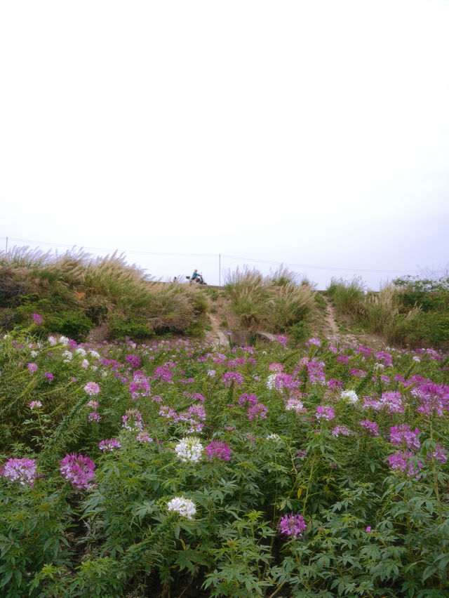 東莞春天｜東莞的一片無人野生紫色花海