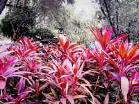 Romantic Spring in Charming Foshan: Public Parks as Shelters of Tranquility