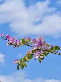 3月的廣州美到爆......紫荊花海！！