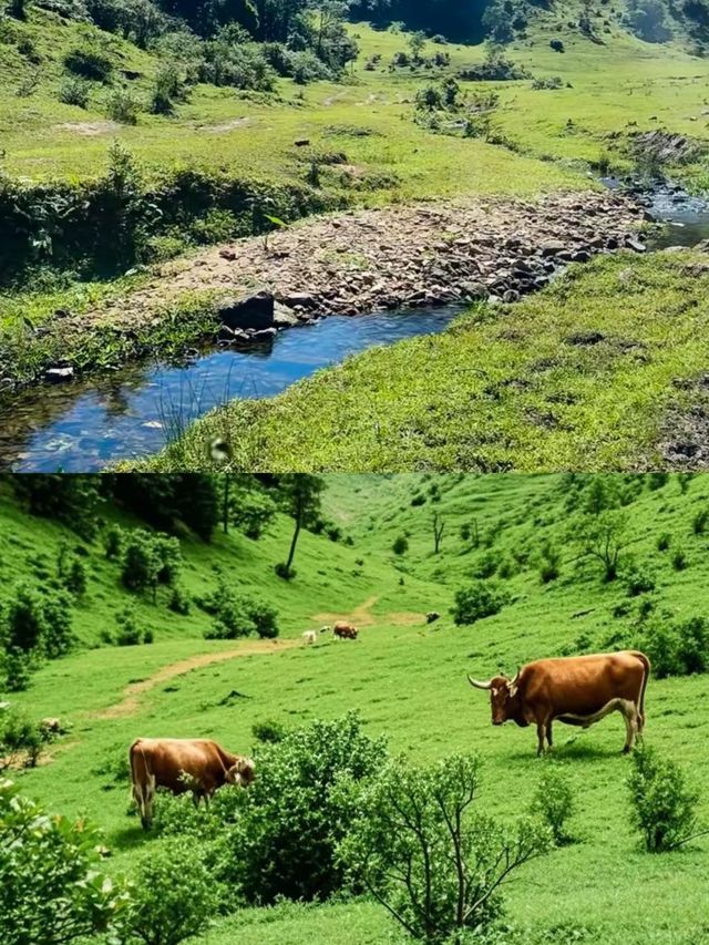 3月徒步賞花🌸廣東這個高山草甸滿山杜鵑花