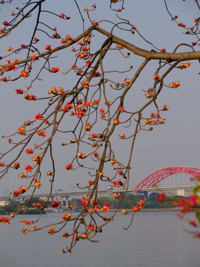 醉美木棉｜紅色蔓延到了廣州喜臨院