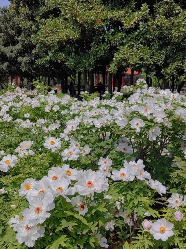 跟著何惟芳遊洛陽賞牡丹 四月的洛陽 跟著何惟芳遊洛陽賞牡丹 四月的洛陽