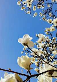 春日·三 之大慈恩寺 紫李白蘭襯紅牆佛塔。